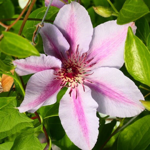 Clematis Nelly Moser (à grandes fleurs) P9/C1