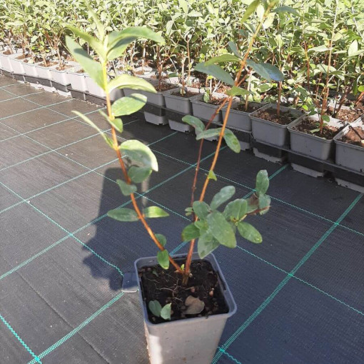 Baie de Kamchatka 'Lori' P9/C1