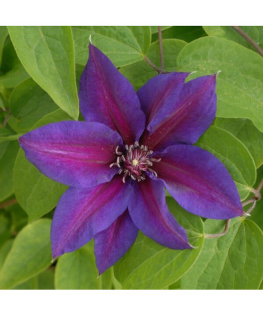 Clematis Mrs N.Thompson (à grandes fleurs) P9/C1