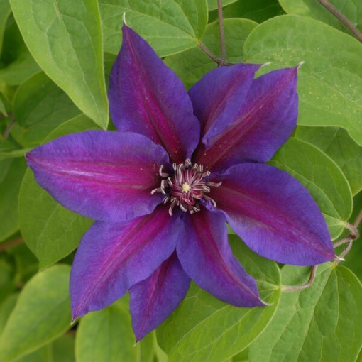 Clematis Mrs N.Thompson (à grandes fleurs) P9/C1