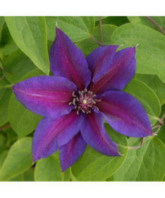 Clematis Mrs N.Thompson (à grandes fleurs) P9/C1