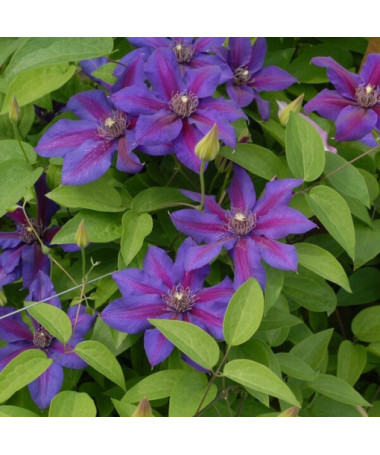 Clematis Mrs N.Thompson (à grandes fleurs) P9/C1