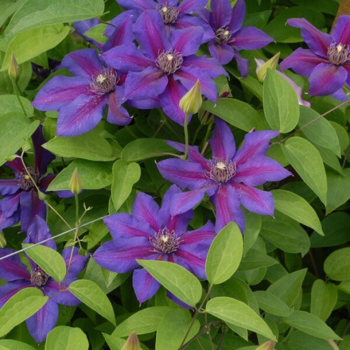 Clematis Mrs N.Thompson (à grandes fleurs) P9/C1