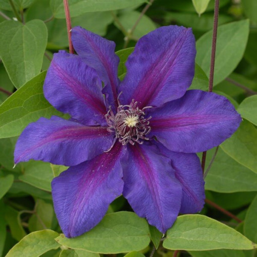 Clematis Mrs N.Thompson (à grandes fleurs) P9/C1