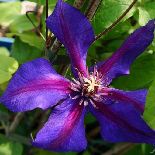 Clematis Mrs N.Thompson (à grandes fleurs) P9/C1