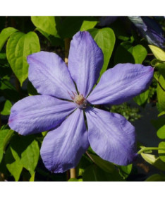 Clematis Mrs Cholmondeley (à grandes fleurs) P9/C1