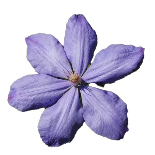 Clematis Mrs Cholmondeley (à grandes fleurs) P9/C1