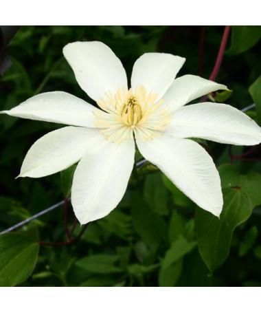 Clematis Moonlight (syn. Yellow Queen) P9/C1