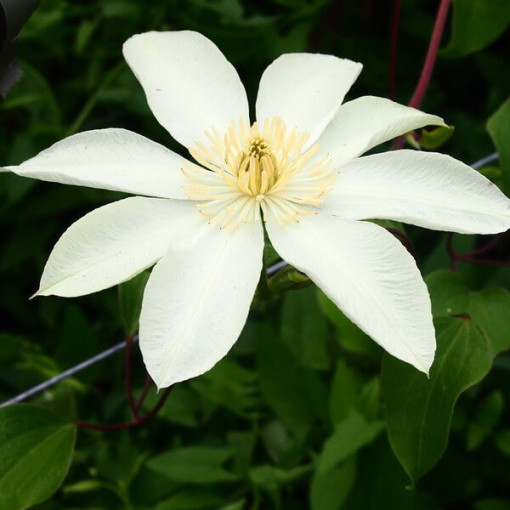 Clematis Moonlight (syn. Yellow Queen) P9/C1
