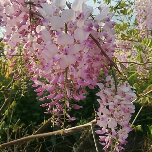 Glycine floribunda Honbeni, ROSE, pot de 2L