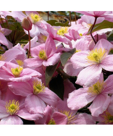 Clematis Montana Rubens (botanique) GÓRSKI P9/C1