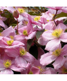 Clematis Montana Rubens (botanique) GÓRSKI P9/C1
