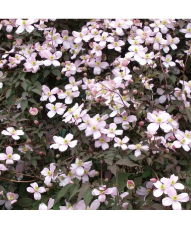 Clematis Montana Rubens (botanique) GÓRSKI P9/C1