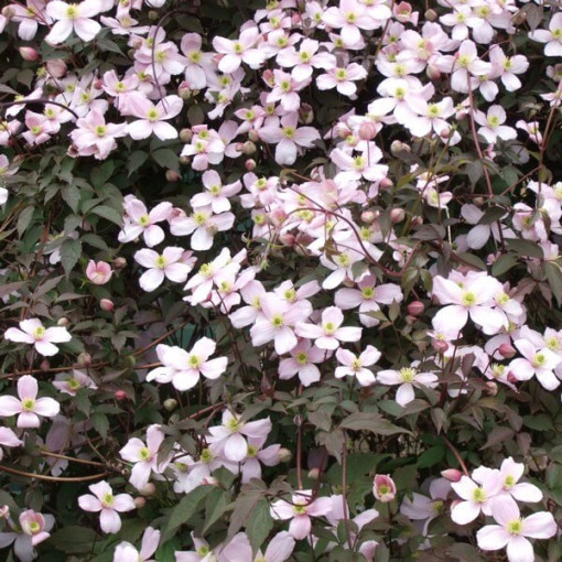 Clematis Montana Rubens (botanique) GÓRSKI P9/C1