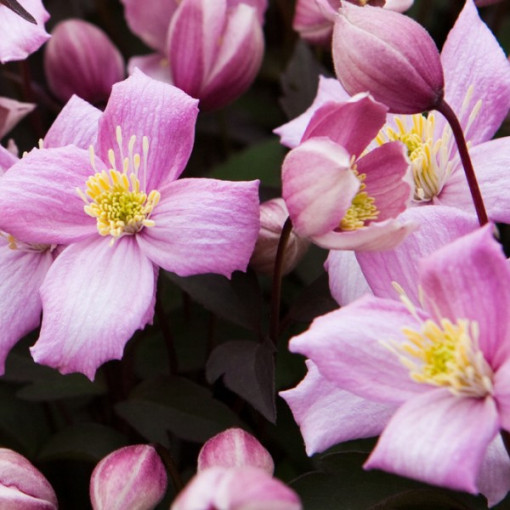 Clematis Montana Rubens (botanique) GÓRSKI P9/C1