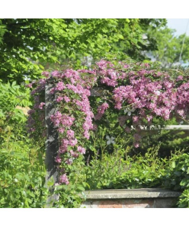 Clematis Montana Marjorie (montagnard) P9/C1