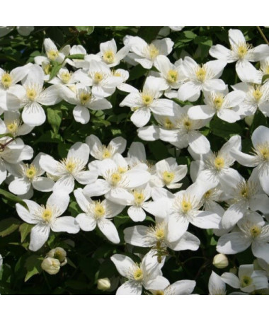 Clematis Montana Grandiflora (montagnard) P9/C1