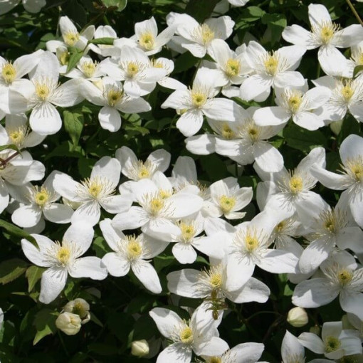 Clematis Montana Grandiflora (montagnard) P9/C1