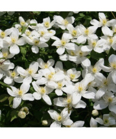 Clematis Montana Grandiflora (montagnard) P9/C1
