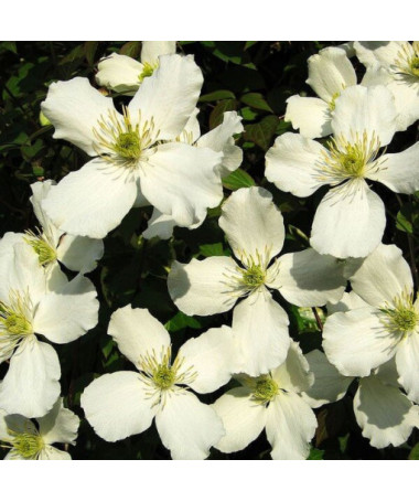 Clematis Montana Grandiflora (montagnard) P9/C1