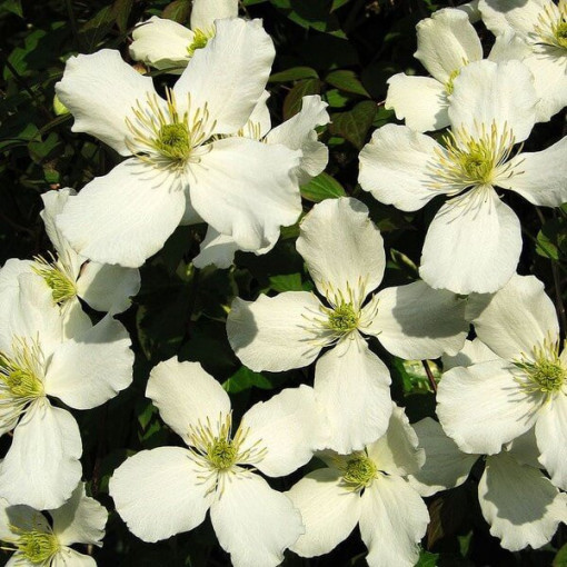 Clematis Montana Grandiflora (montagnard) P9/C1