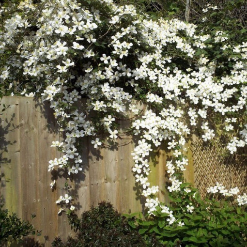 Clematis Montana Grandiflora (montagnard) P9/C1