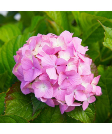 Hortensia de jardin Bouquet Rose P9/C1