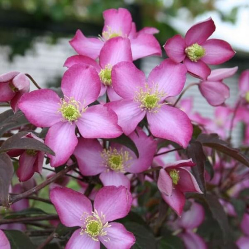 Clematis Montana Freda (botanique)  P9/C1