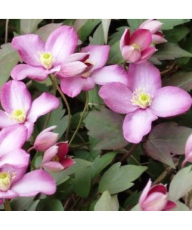 Clematis Montana Freda (botanique)  P9/C1