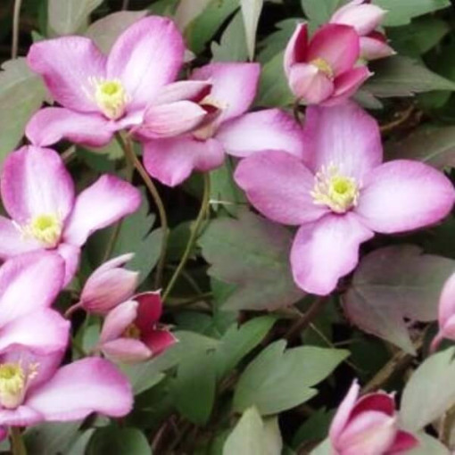 Clematis Montana Freda (botanique)  P9/C1