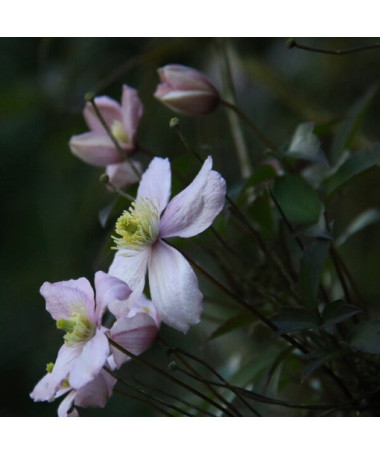 Clematis Montana Fragrant Spring Mayleen (montagnard) P9/C1