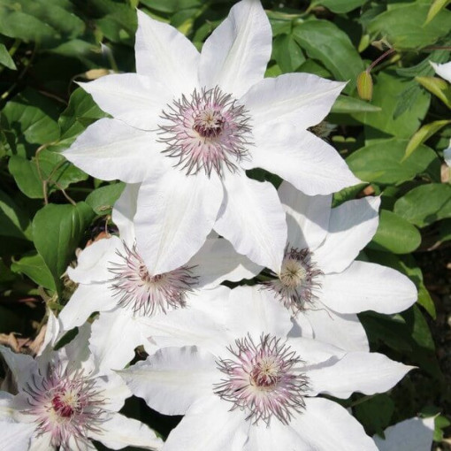 Clematis Miss Bateman P9/C1