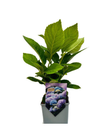 Hortensia de jardin Bouquet Rose P9/C1
