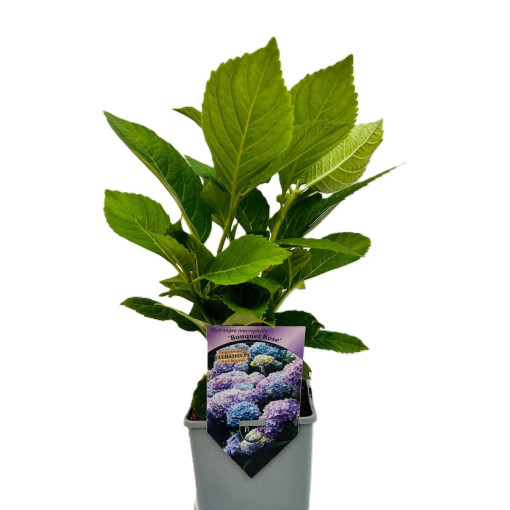 Hortensia de jardin Bouquet Rose P9/C1