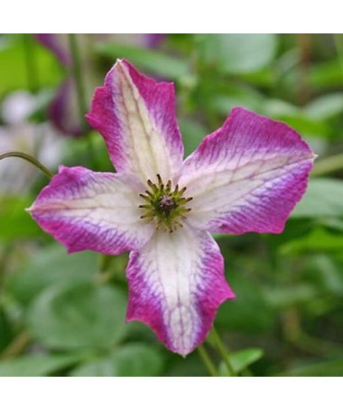 Clematis MINUET (viticella) P9/C1