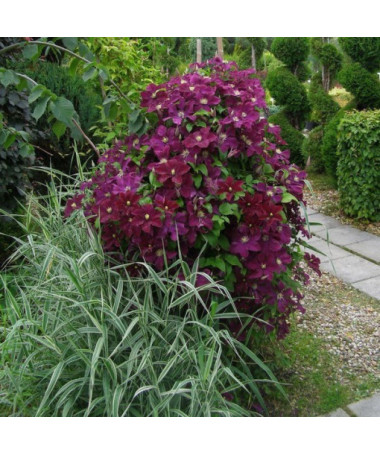 Clematis Mazowsze (à grandes fleurs) P9/C1