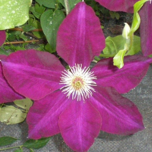 Clematis Mazowsze (à grandes fleurs) P9/C1