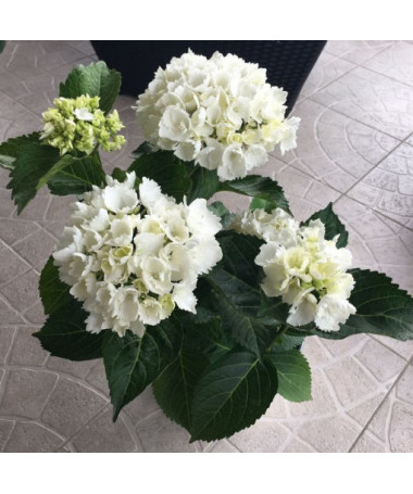 Hortensia de jardin Soeur Therese P9/C1