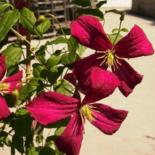 Clematis Madame Julia Correvon (viticella) P9/C1