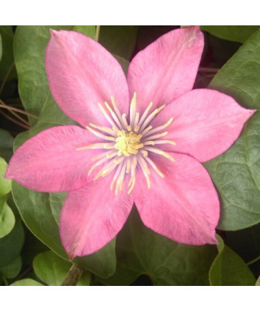 Clematis (à grandes fleurs) 'Little Mermaid' P9/C1