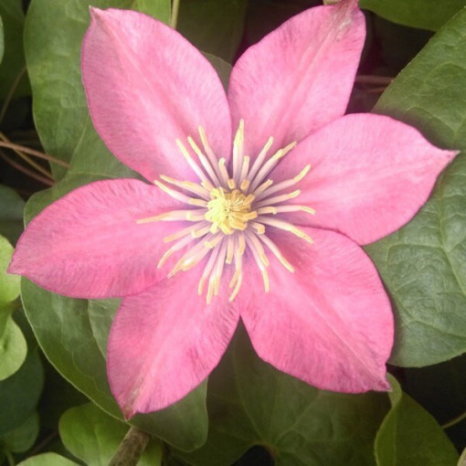 Clematis (à grandes fleurs) 'Little Mermaid' P9/C1