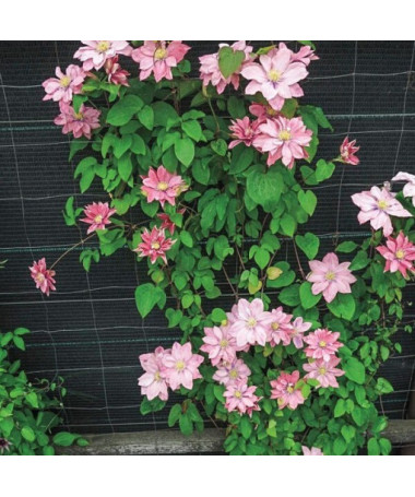 Clematis (à grandes fleurs) 'Little Mermaid' P9/C1