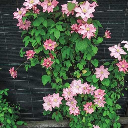 Clematis (à grandes fleurs) 'Little Mermaid' P9/C1