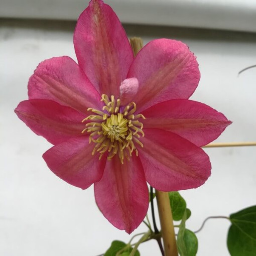 Clematis (à grandes fleurs) 'Little Mermaid' P9/C1