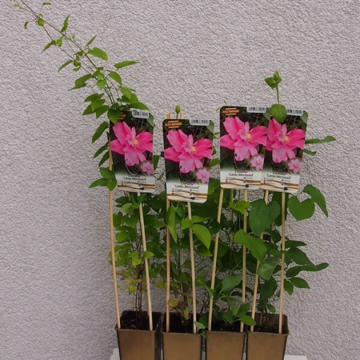 Clematis (à grandes fleurs) 'Little Mermaid' P9/C1