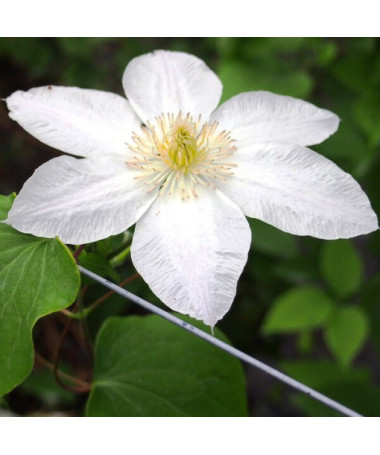 Clematis Lemon Chiffon (à grandes fleurs) P9/C1