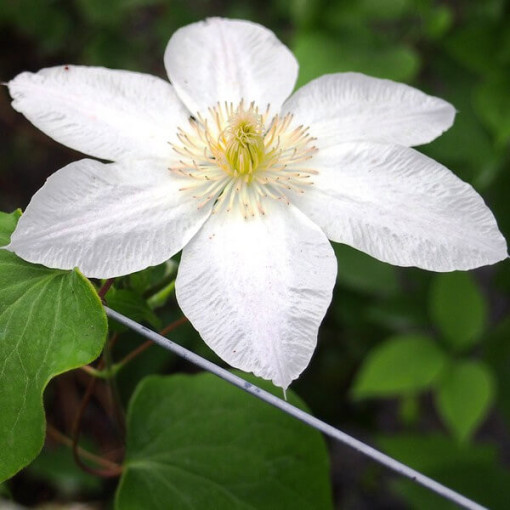 Clematis Lemon Chiffon (à grandes fleurs) P9/C1
