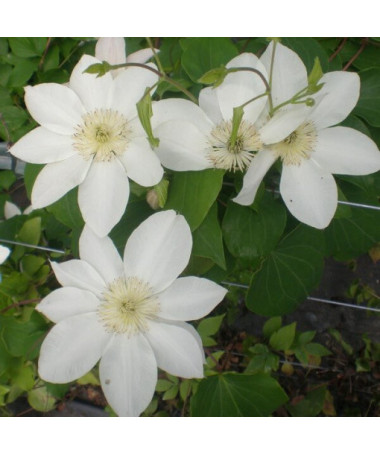 Clematis Lemon Chiffon (à grandes fleurs) P9/C1