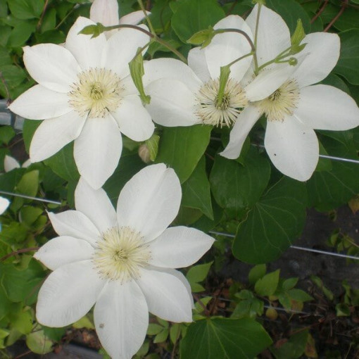 Clematis Lemon Chiffon (à grandes fleurs) P9/C1