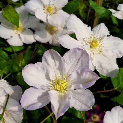 Clematis Lemon Chiffon (à grandes fleurs) P9/C1